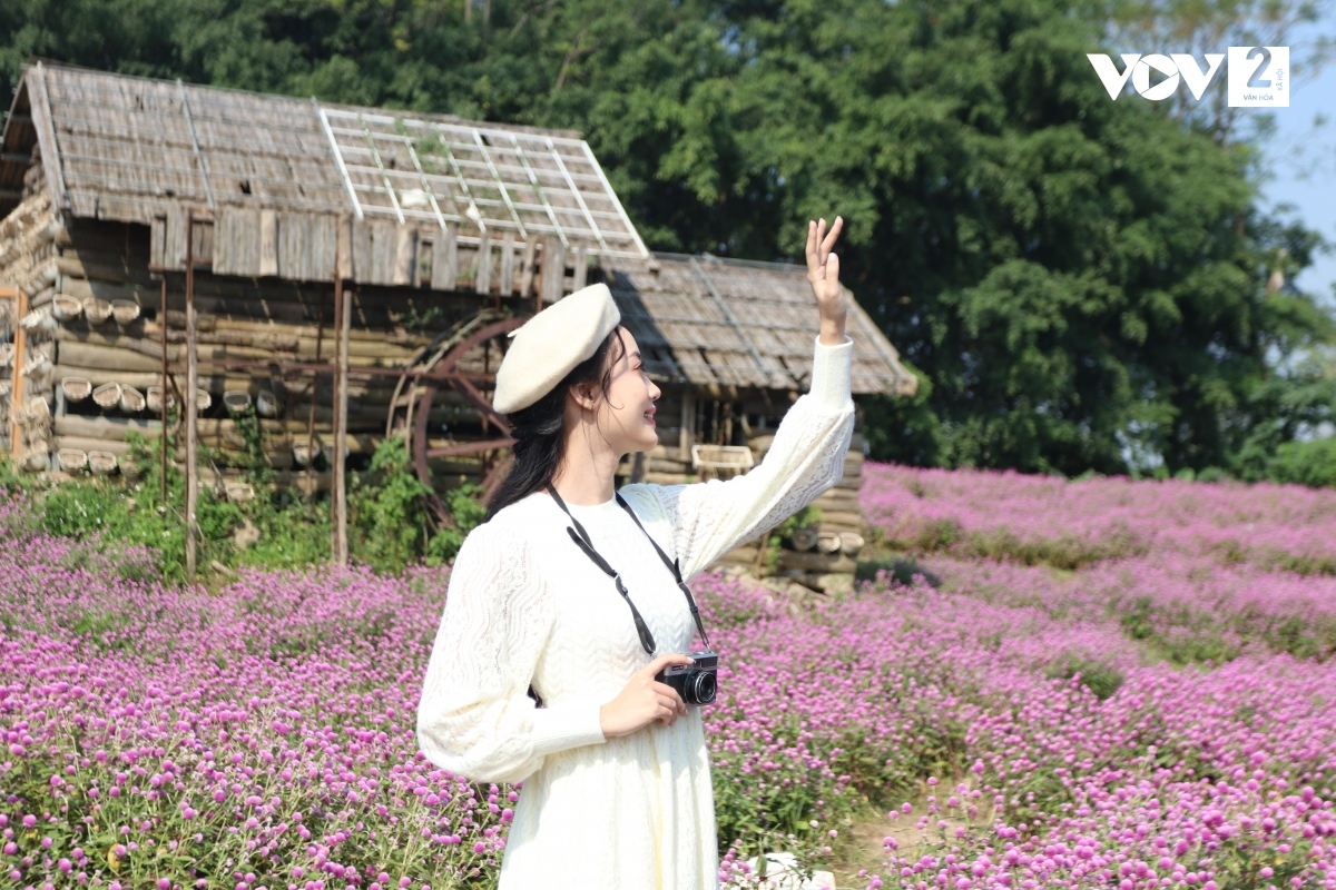 Vũ Như Quỳnh, 22 tuổi, nhà ở quận Thanh Xuân đã quen với việc chụp do làm mẫu ảnh nhiều năm, nhưng đây là lần đầu tiên cô đi chụp ảnh với cúc bách nhật.
