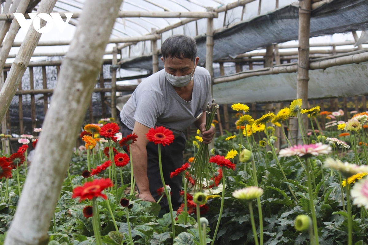 Người dân Tây Tựu cắt hoa tại vườn để kịp thương lái đến lấy hàng.