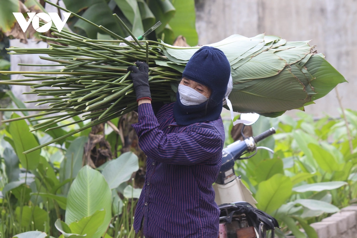 Đến Tràng Cát độ này, người dân nơi đây đang tất bật ra vườn cắt lá để kịp phục vụ nhu cầu gói bánh chưng Tết Nguyên Đán 2022.