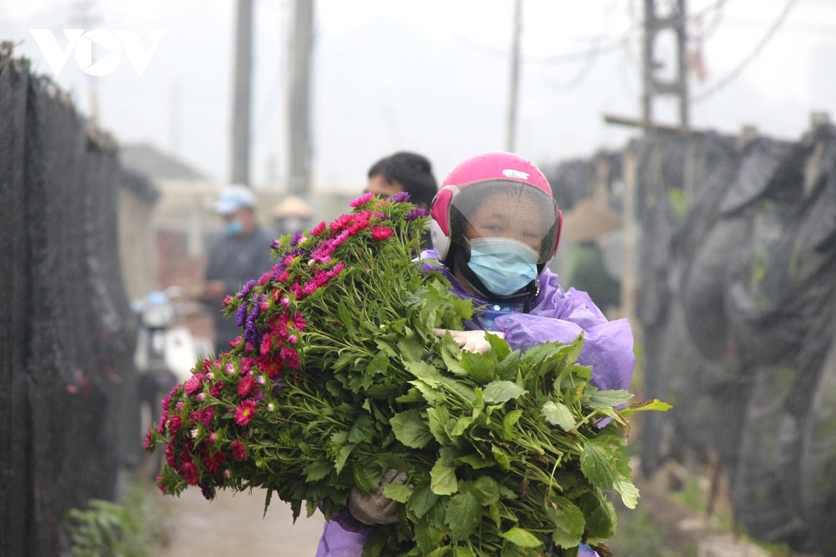 Nhiều tiểu thương xuống tận vườn thu mua hoa về bán.