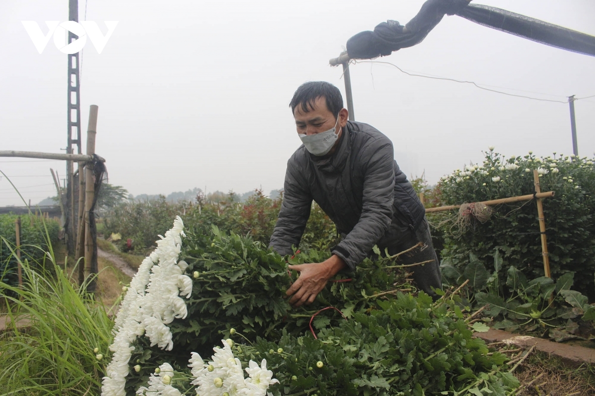 A local grower is harvesting his chrysanthemum in Tay Tuu village.