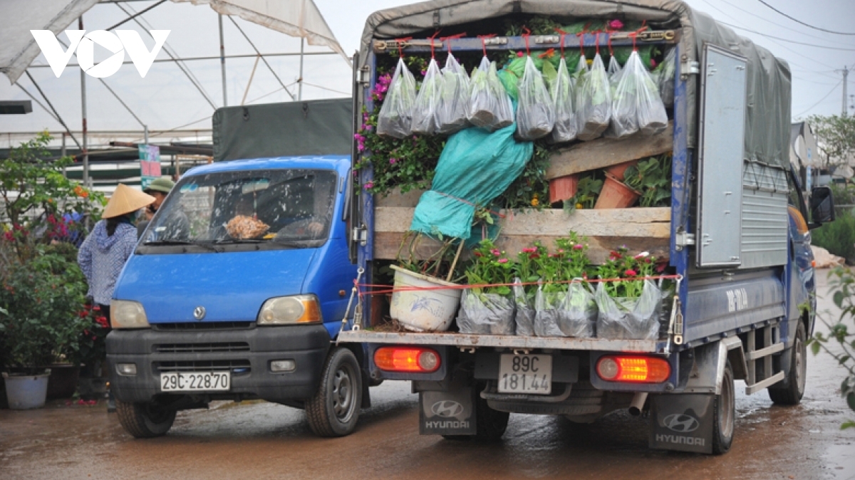 As the largest flower hub located close to Hanoi, these days has seen Xuan Quan become colourful and beautiful once again, featuring a variety of blooming flowers with Tet approaching.