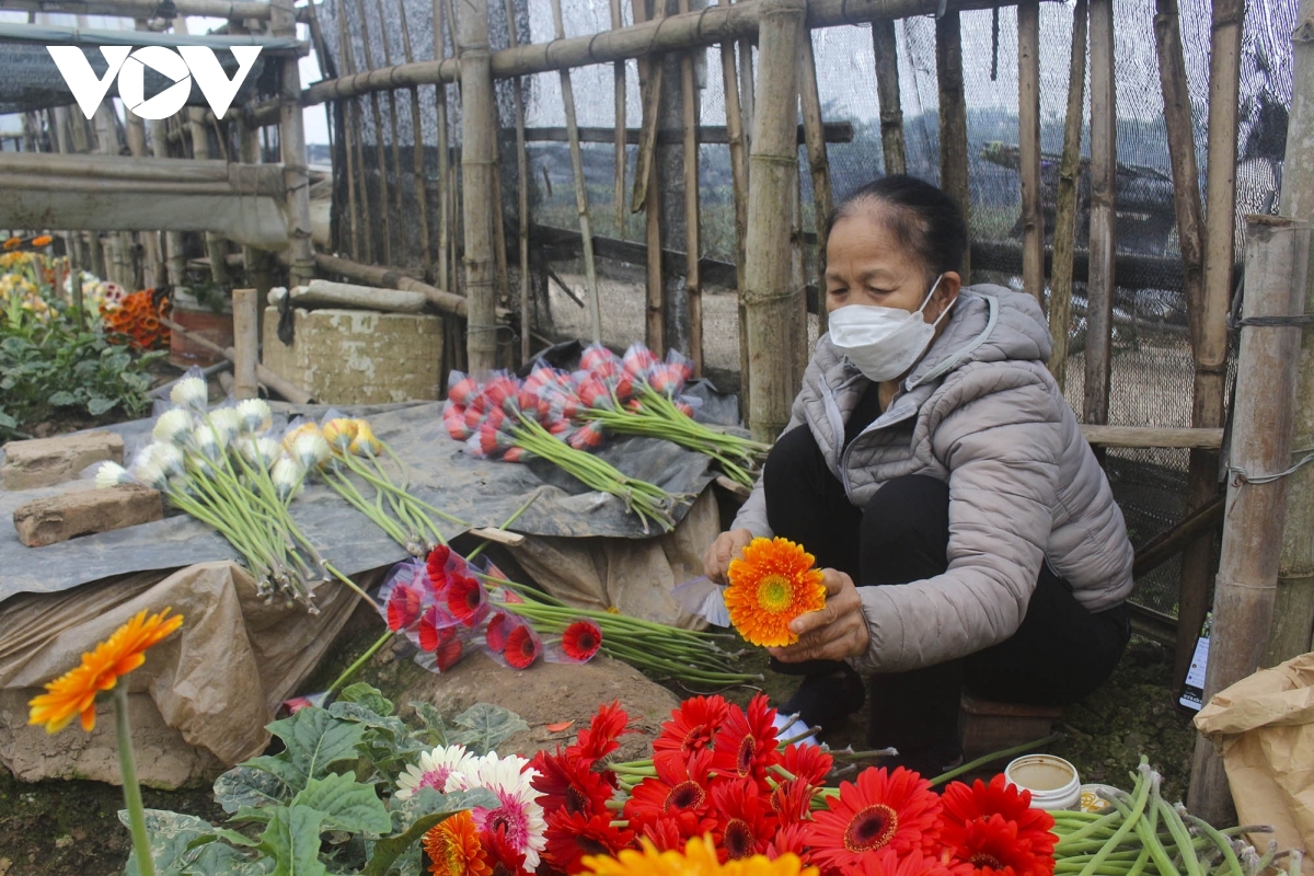 With Tet fast approaching, flower growers have become busy taking care of their gardens in preparation for the country’s biggest holiday.