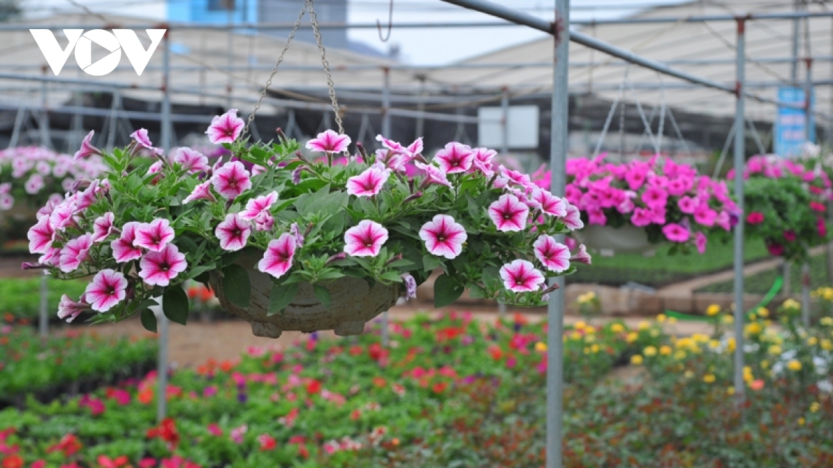 Xuan Quan farmers plant various kinds of petunias, which are typically imported from Thailand and the United States.