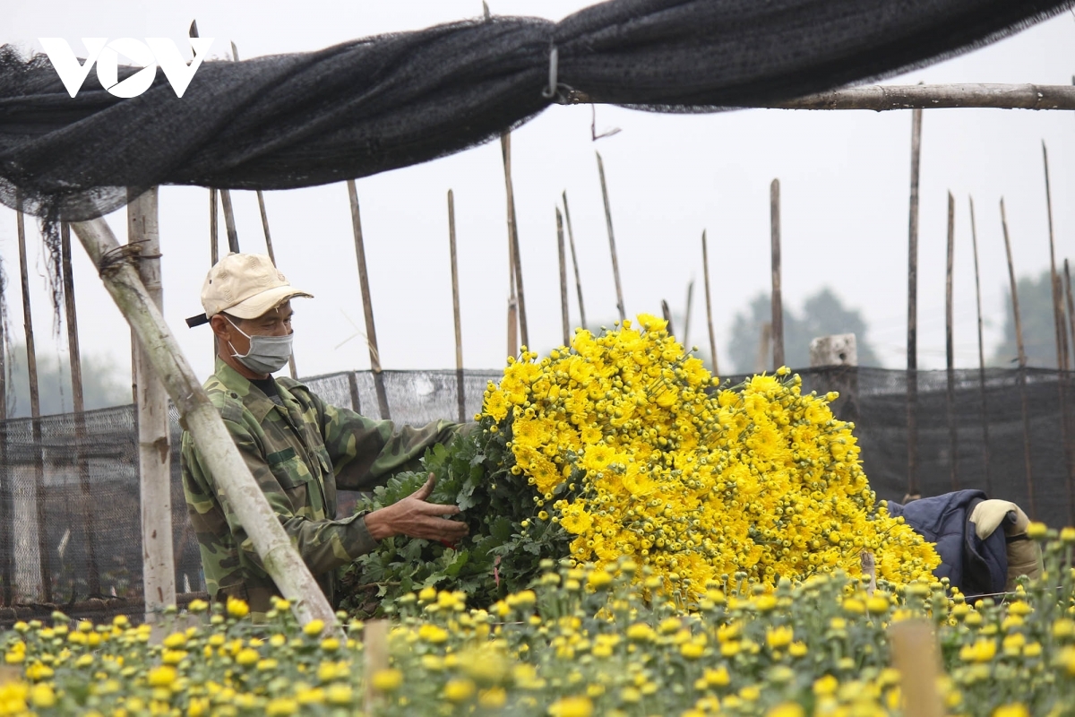 Before Tet, the COVID-19 pandemic halted their business, causing a steep drop in the price of flowers.