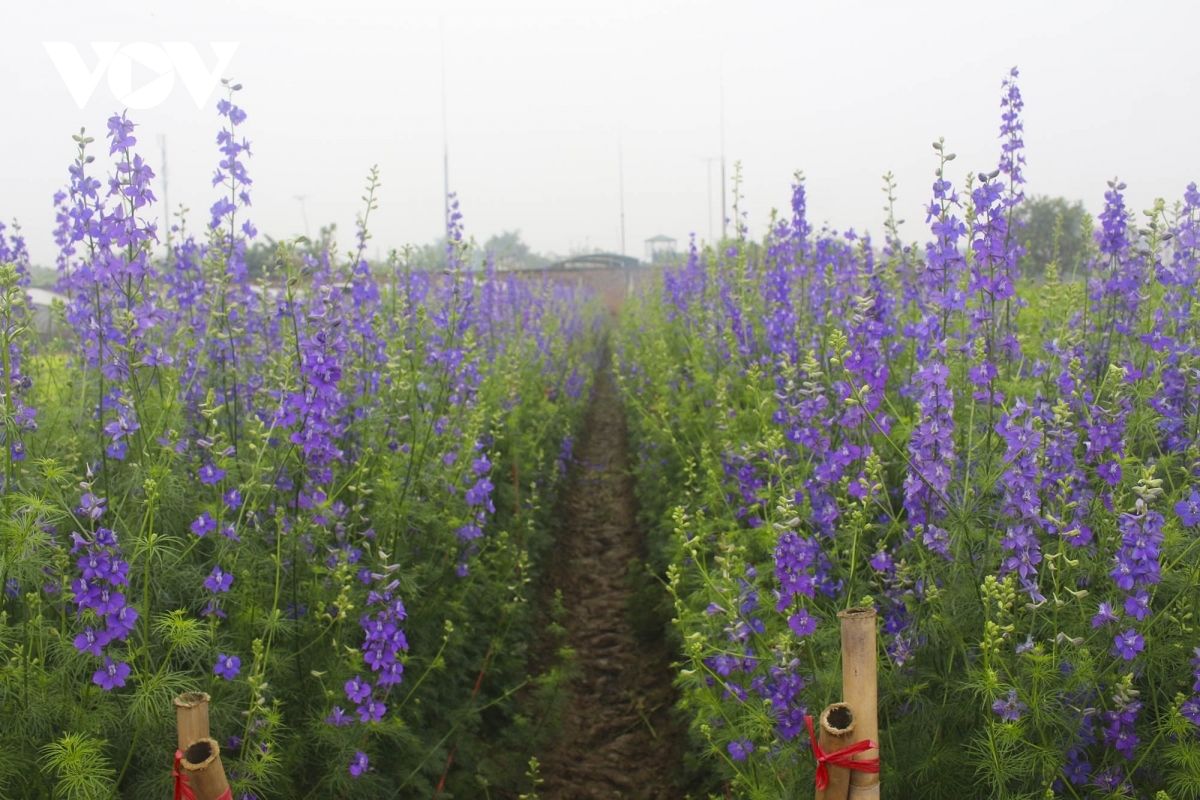 Gardeners were forced to cut sales of flowers in half, plant additional flowers, or leave their gardens deserted.