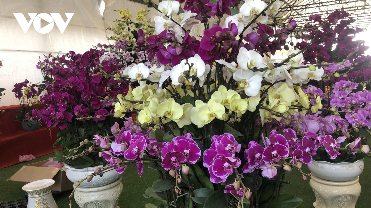 Phalaenopsis orchids are priced around several thousands of VND per pot.