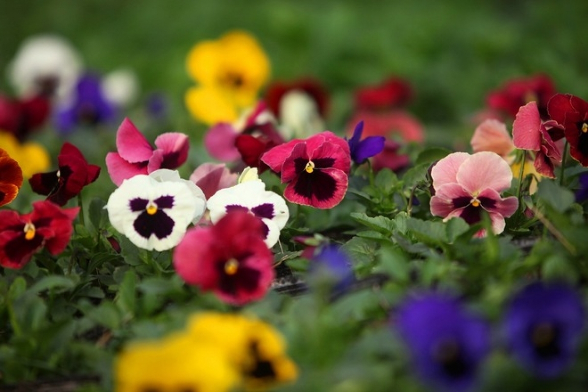 Pansy flowers with different colours are priced from VND10,000 to VND15,000, equivalent to between US$0.5 and US$US0.6, per small pot. (Photo: Vietnamnet)