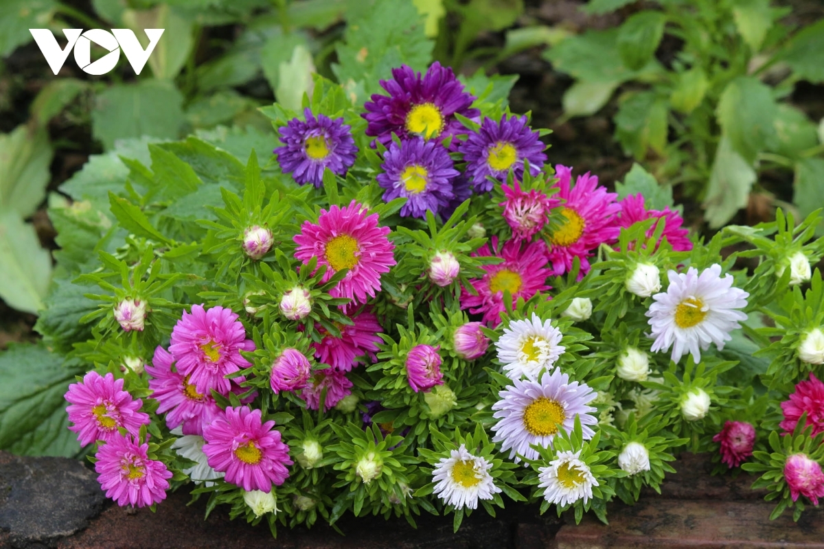 Lilies, roses, and chrysanthemums are among the most popular flowers grown in Tay Tuu village.