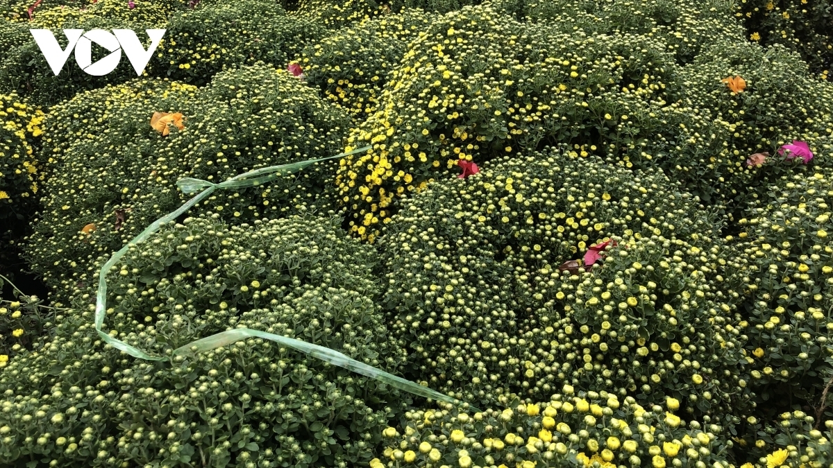 Once purchased, flowers from Xuan Quan village are sent to many northern provinces, with some even reaching as far away as Ho Chi Minh City.