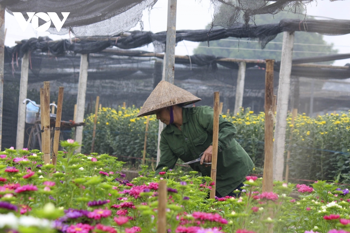 “Hoa năm nay dễ bán hơn năm ngoái, nhưng không có nhiều. Cũng bởi dịch Covid-19 khiến chúng tôi không dám trồng nhiều”, chị Mai chia sẻ.