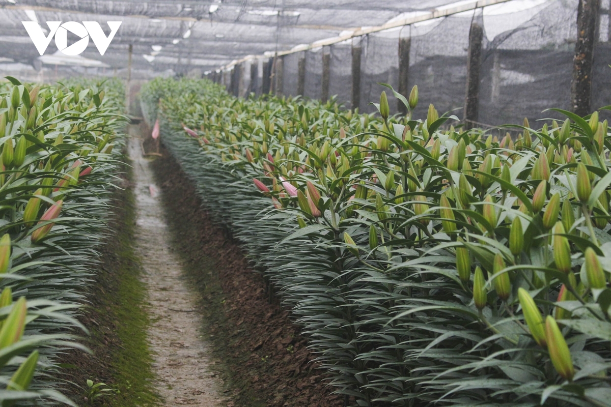 A bunch of 10 branches of lilies costs between VND250,000 and VND300,000.