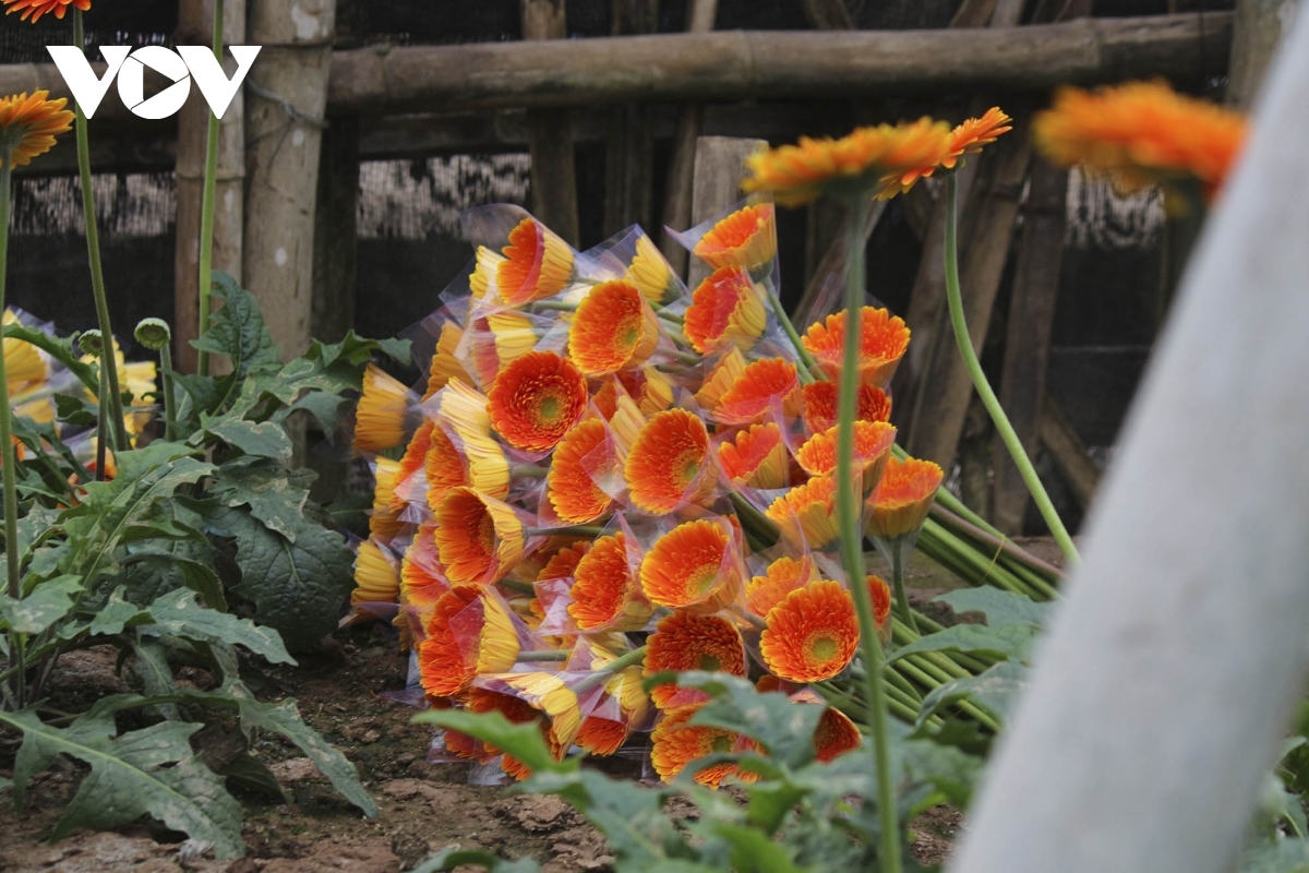 The price of a gerbera stands between VND4,000 and VND7,000.