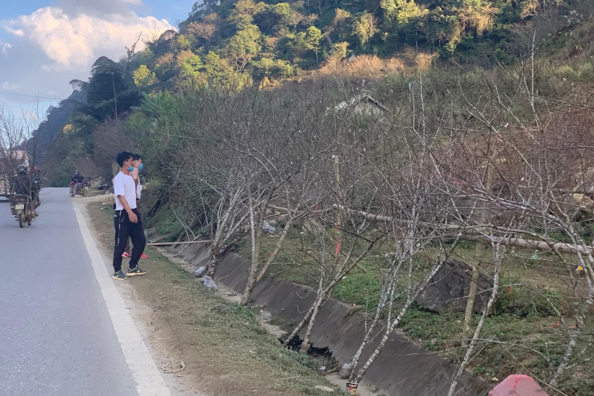 Forest peach trees are popular among local people during the Lunar New Year.