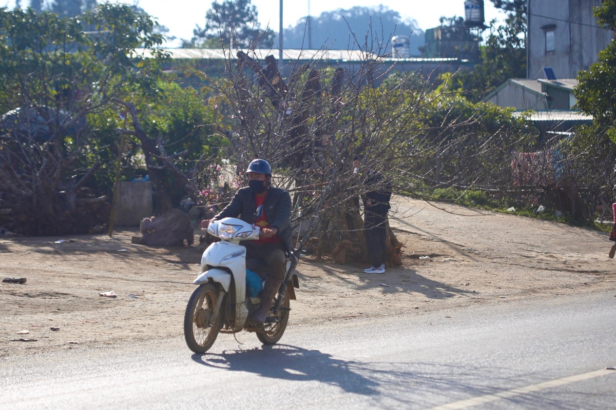 Local people carry forest peach trees on their motorbikes to sale them.