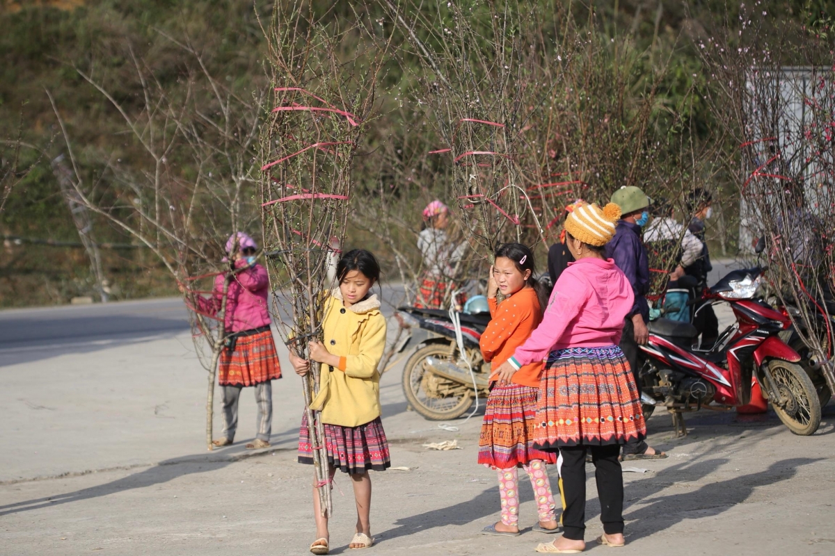 Ethnic boys and girls help their parents to sell wild peach trees.