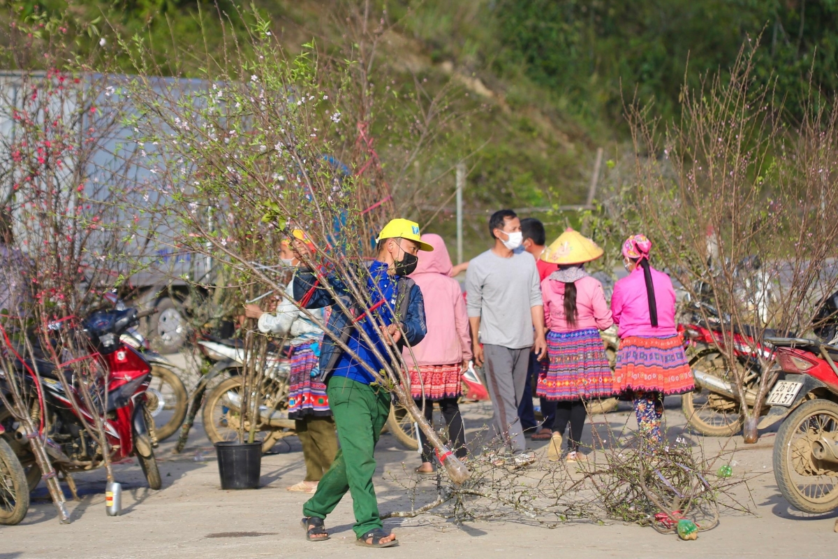 Each forest tree starts from VND200,000, with the price going up to several millions of Vietnam Dong.