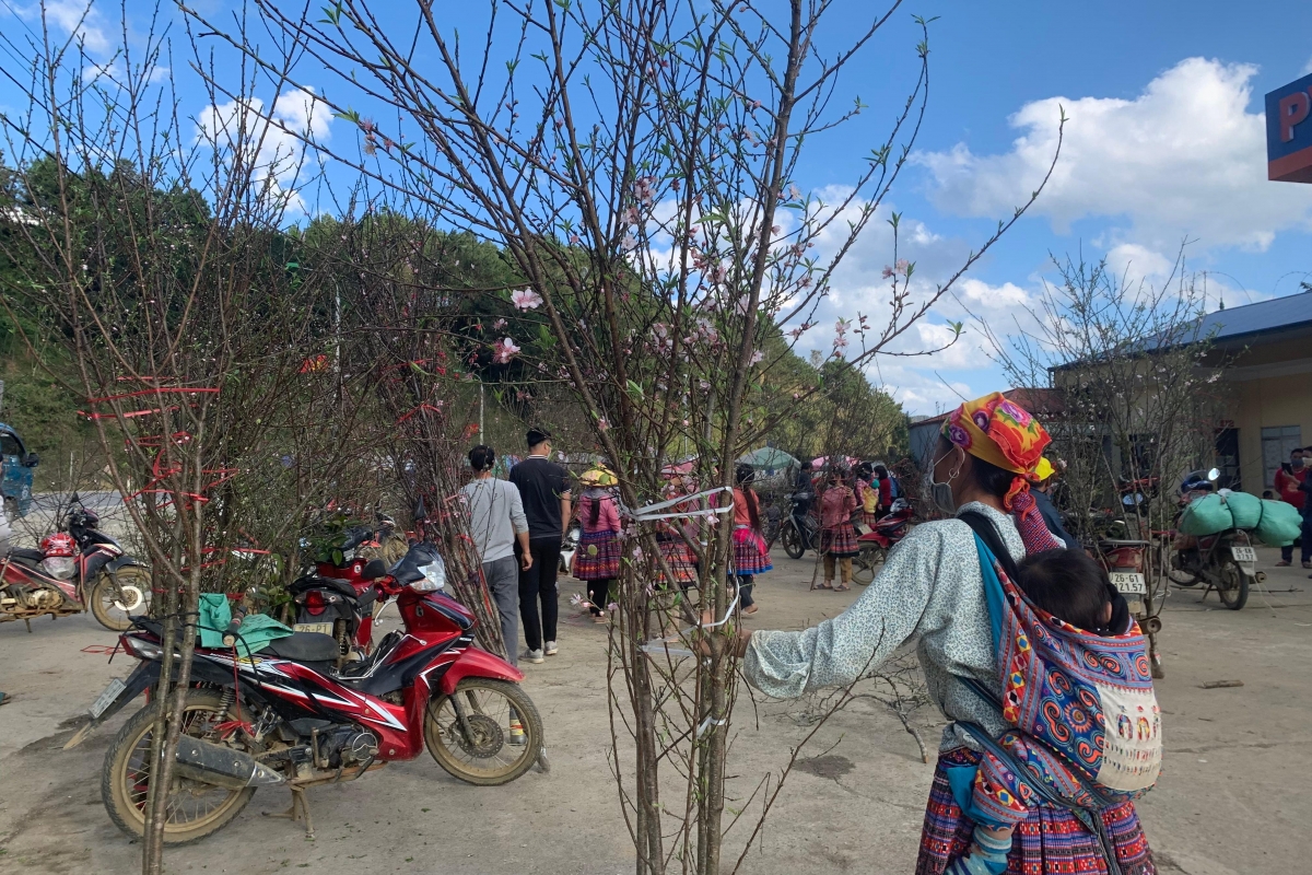 According to a buyer, in recent years he has often gone to Son La province to purchase the famous peach blossom trees.