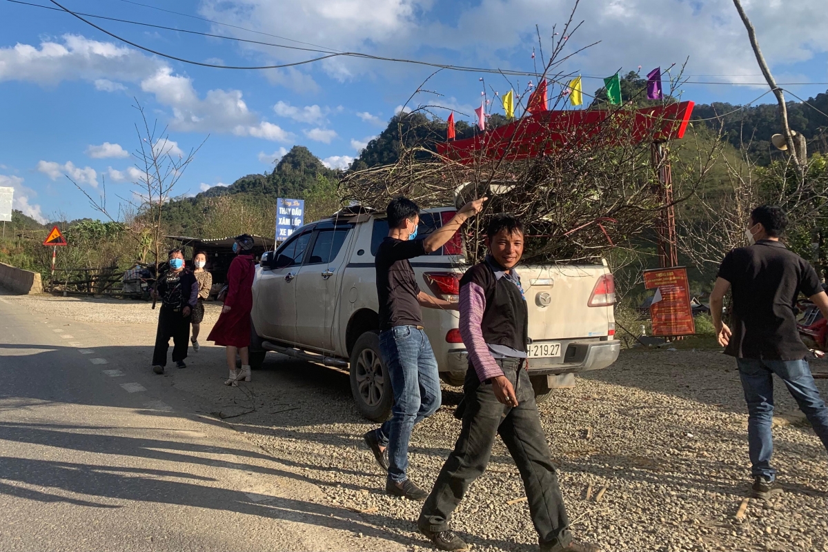 Traders based in Hanoi and neighbouring provinces do not mind coming to Son La province to buy wild peach trees as they can re-sell them for up to three times the price.