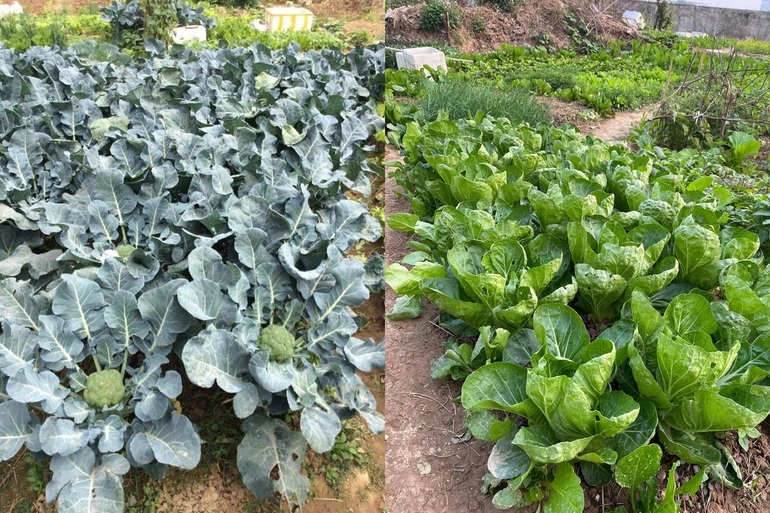 Vườn rau được chăm chút thường xuyên, không sử dụng hóa chất độc hại nên đảm bảo chất lượng, an toàn cho sức khỏe.