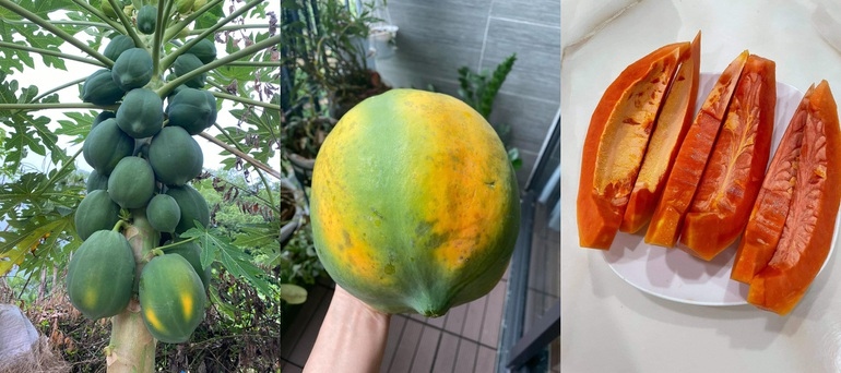 Cây đu đủ sai trĩu, quả có vị ngọt đậm được ba bà trồng thành công ở bãi đất hoang.