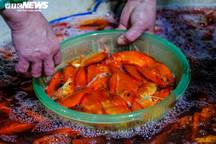 "Hôm nay tôi lấy bán 800kg cá chép. Mọi năm, ngày này tôi bán được cả tấn. Cả chợ đầu mối này xe chở cá chép đỏ từ các tỉnh đổ về nghìn nghịt, cả chép đỏ rực cả khu thế nhưng năm nay ít hơn", chị nói.