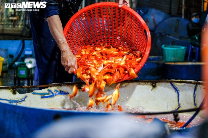 Cũng theo chị Quy, năm nay nguồn cung cá chép đỏ ít hơn nên chị phải đi “săn lùng” ở các tỉnh thành lân cận từ rất sớm.