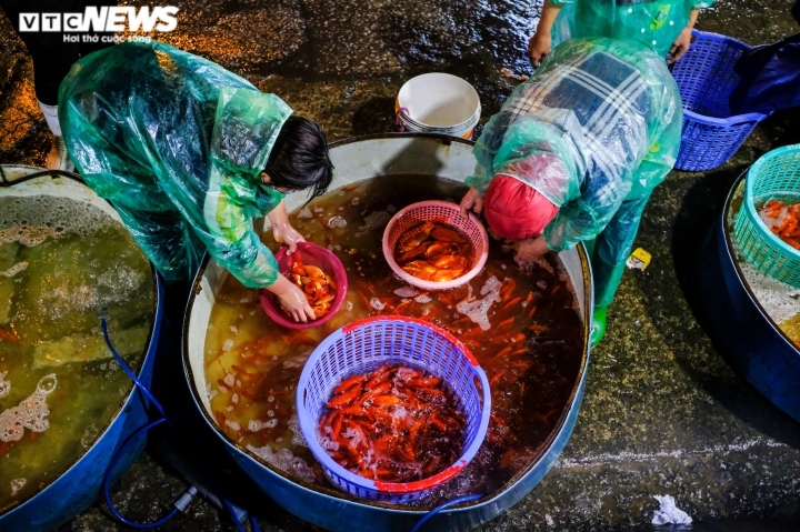 Từ nửa đêm, tiểu thương bắt đầu bê những thùng cá chép lớn, nhỏ vào chợ, sau đó phân phối đến chợ dân sinh tại Hà Nội và các tỉnh lân cận để phục vụ nhu cầu người dân.