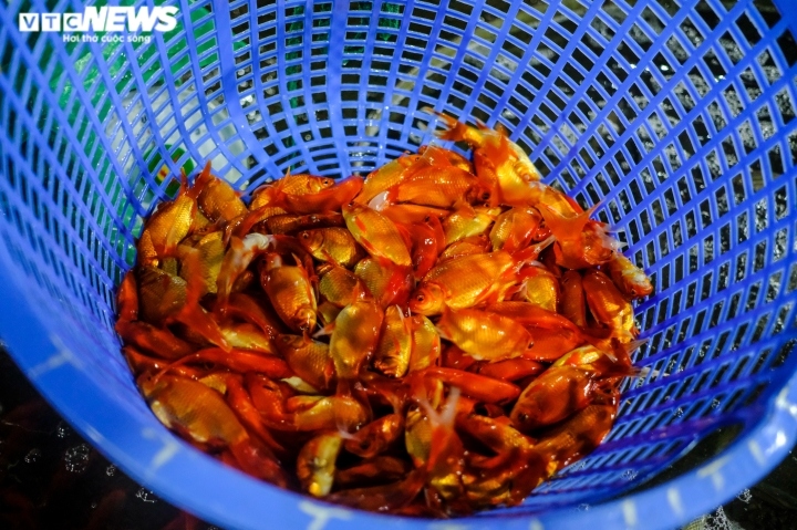 Chị Hà Bích Thuỳ, một tiểu thương buôn bán cá 20 năm ở chợ này cho biết, năm cao điểm chị bán được 4- 5 tấn cá chép đỏ. Tuy nhiên, năm nay cá chép không nhiều nên chị dự đoán chỉ bán được khoảng 1-2 tấn.