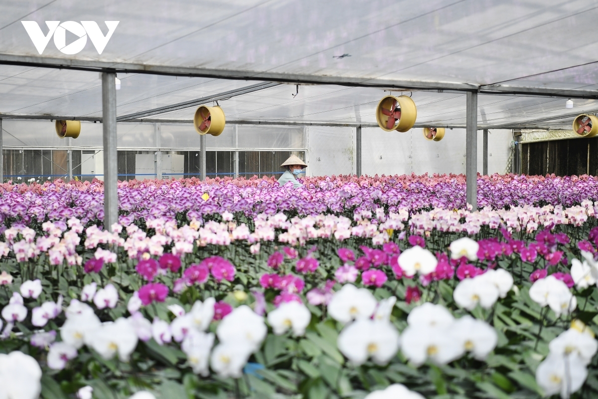 Covering a total area of 30,000 square metres, an orchid garden in Dan Phuong district on the outskirts of Hanoi is full of various types of different orchids.