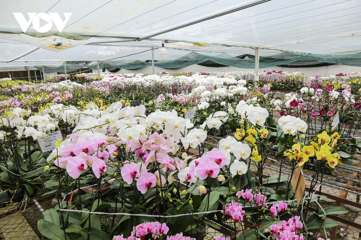 Exquisite orchid displays are now ready for the Tet market bloom with the festive season only two weeks away.