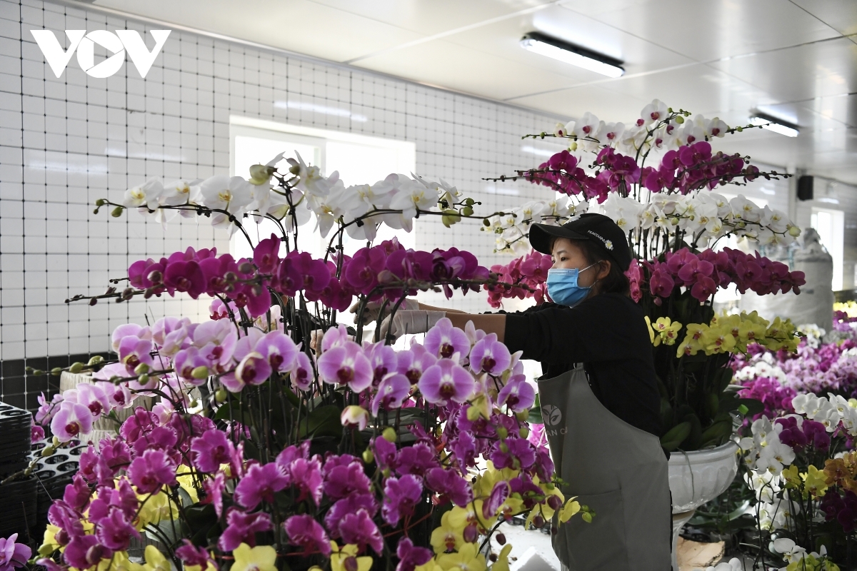 According to a gardener, it usually takes an entire day to decorate an entire orchid pot.