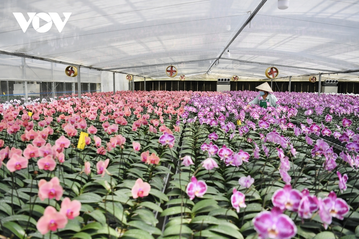 Recent years has seen orchids become a popular item in the domestic flower market, alongside other traditional Tet flowers such as peach and apricot blossoms.