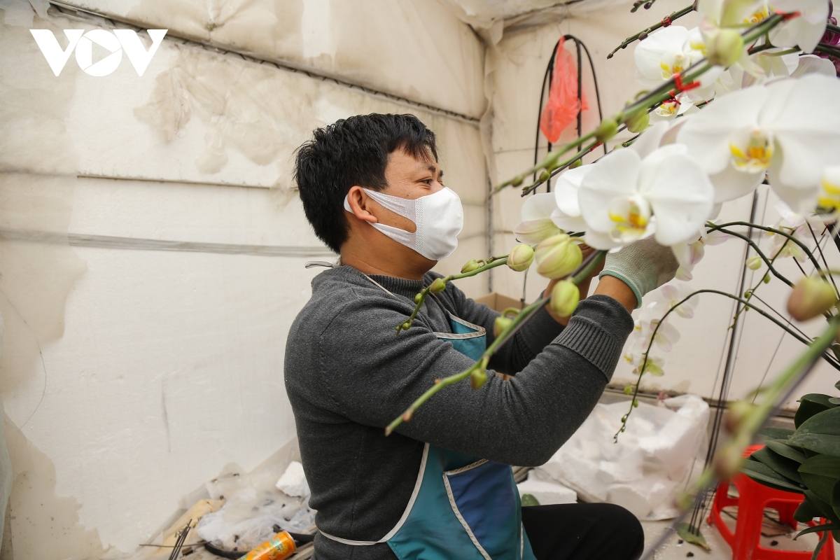 Orchid growers have been busy in recent days with taking care of orchid pots to meet all orders for Tet.