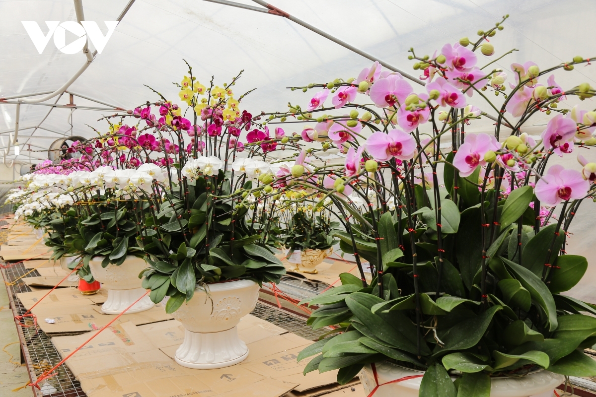 A trader says that orchid flowers symbolise wealth, luck, and prosperity, therefore recent years has seen this type of flowers become the favourite with local customers.