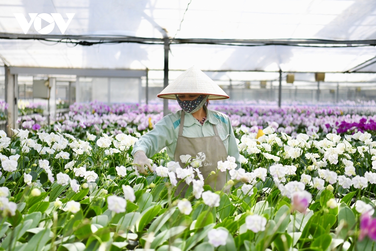 Orchids typically attract plenty of customers due to their vibrant colours and their significance for this time of year.