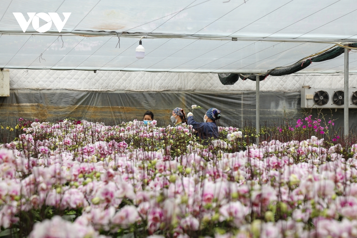 To keep up with the time of peak demand each Tet, all staff at gardens must work from morning till night in order to deliver flowers to customers before the holiday.