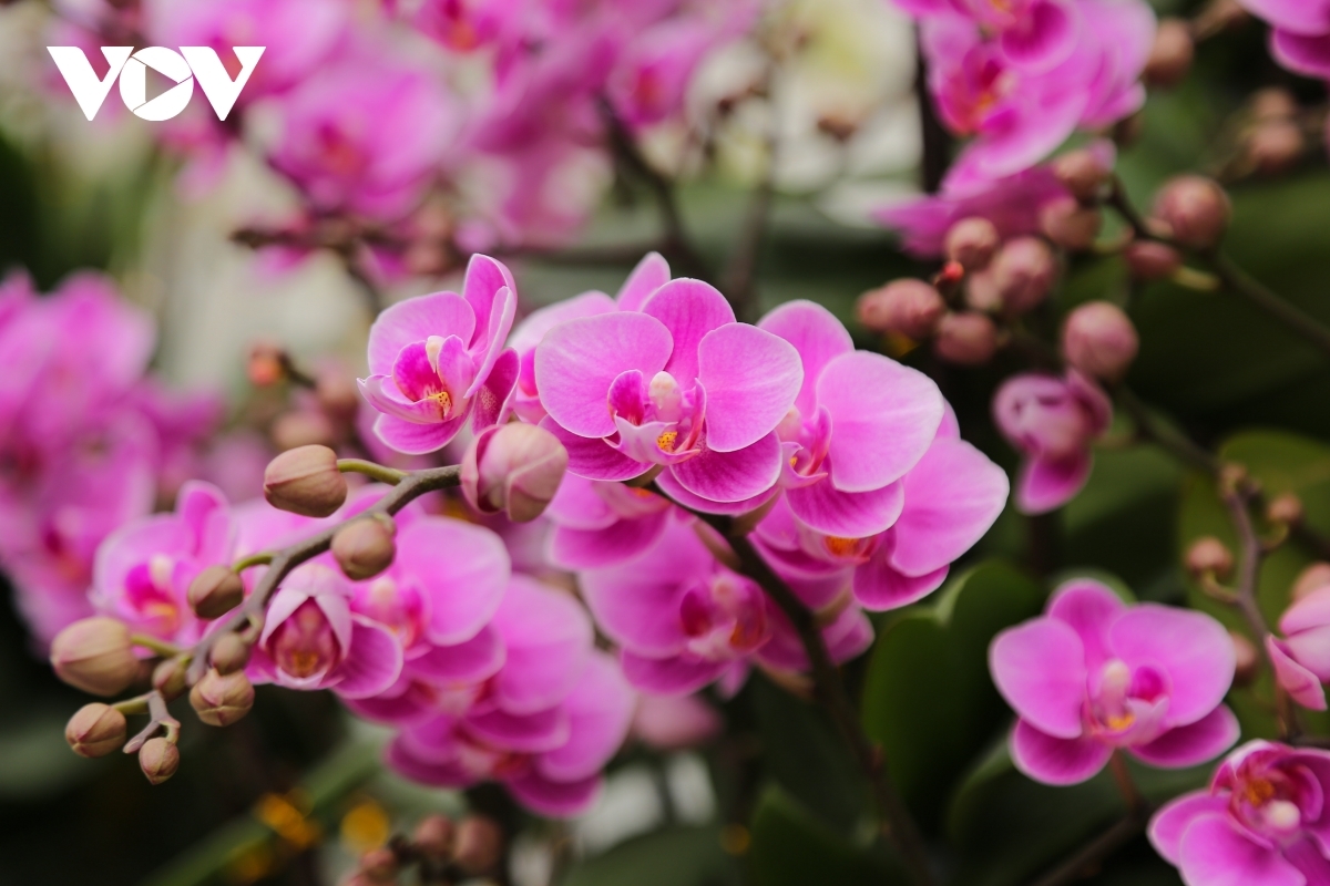 Despite high prices, orchid displays are much sought after by many customers who wish to welcome Tet with a flourish.