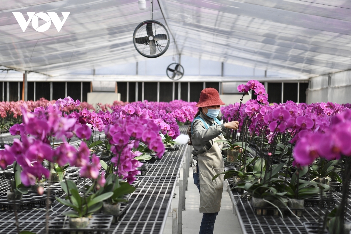 This flower is said to bring good luck for their owners moving into the new year.