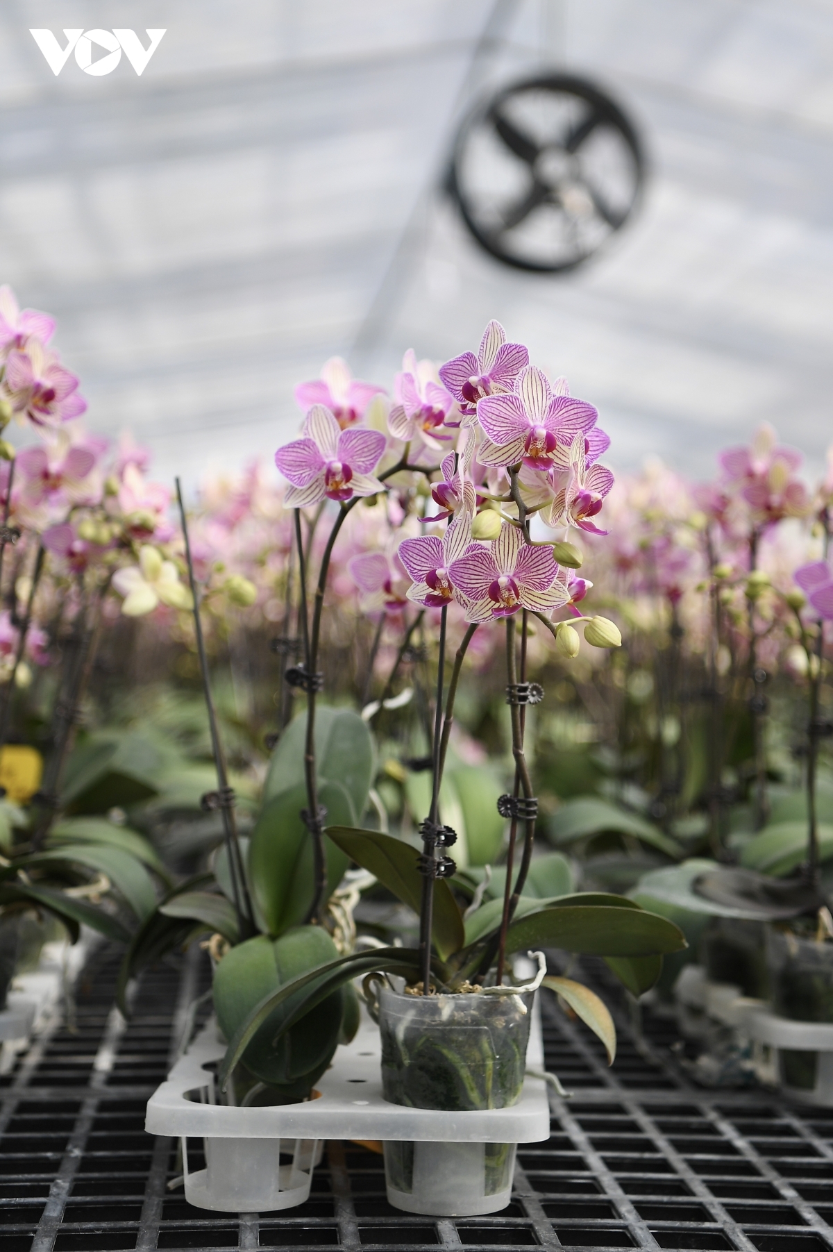 The price of orchid pots ranges between several millions to several billions of VND.