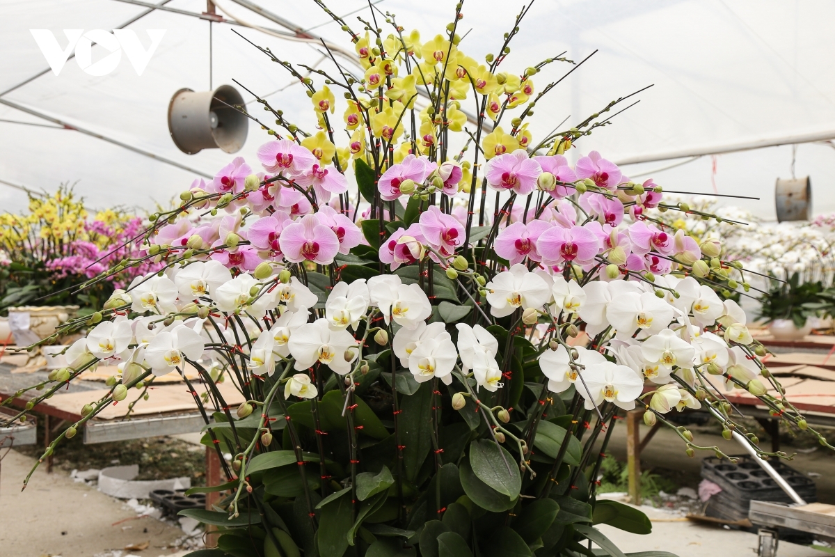 The price of huge pots of orchid flowers ranges from several millions to hundreds of millions of VND.