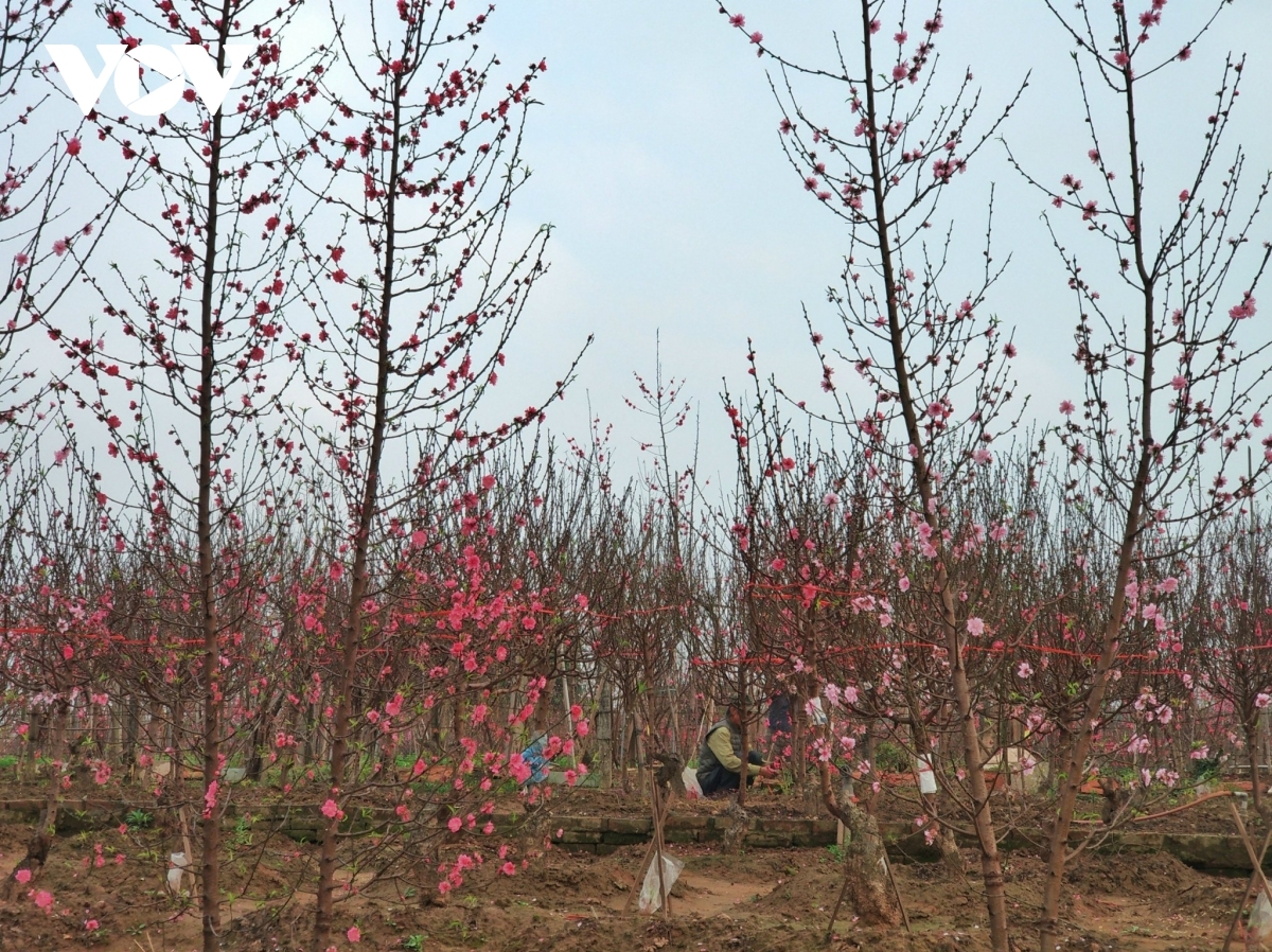 These peach trees cost between VND1 million and VND2 million each.