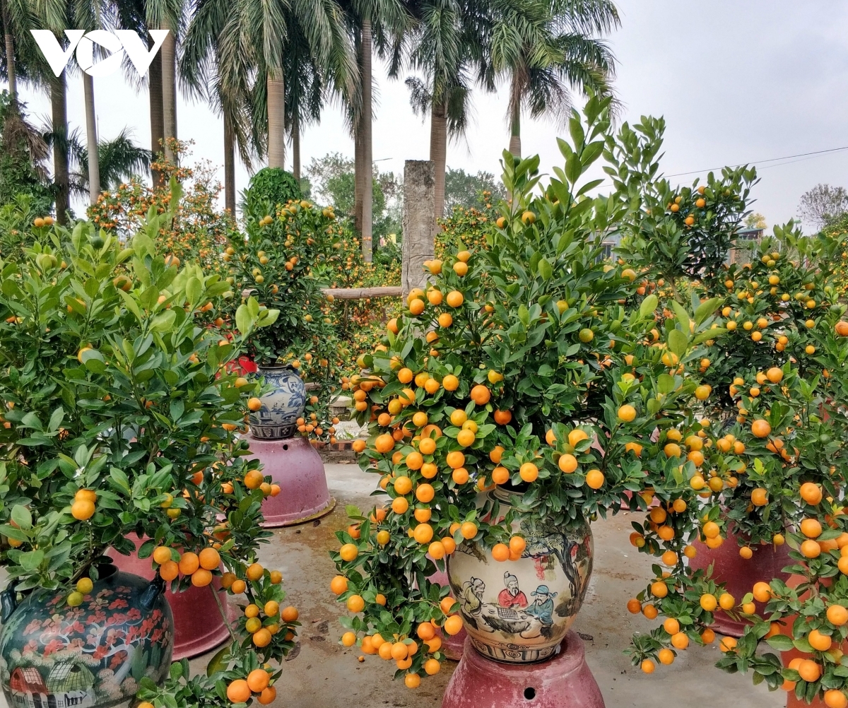 The kumquat is one of the most popular trees every Tet.