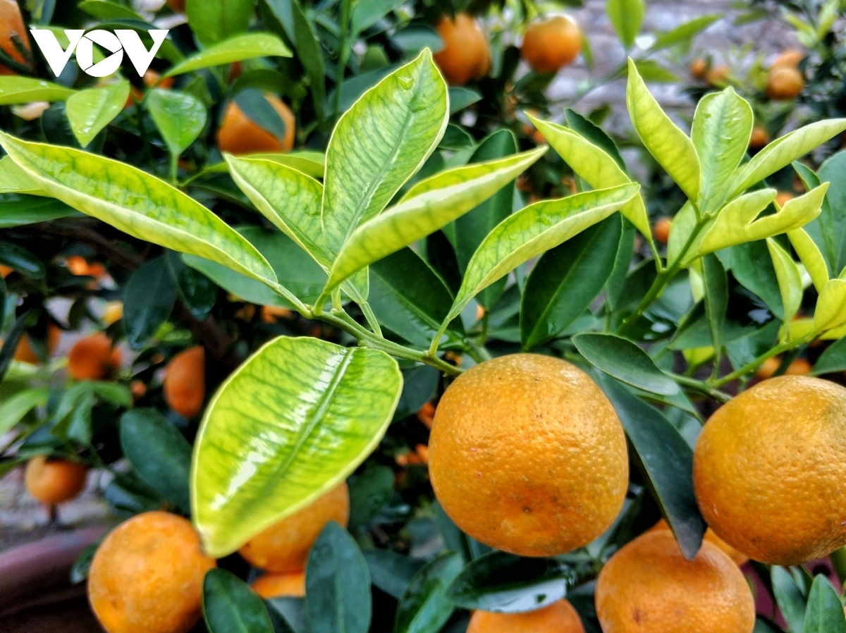 Kumquat trees are cheaper than previous years due to the impact of the COVID-19 pandemic. Indeed, a small pot of tree is valued at VND500,000, while larger pots hover between VND2 million and VND5 million each.