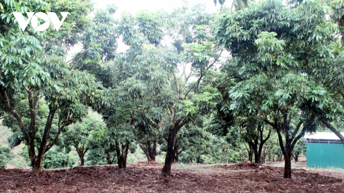 Mô hình trồng nhãn chín sớm trên đất dốc đang chứng tỏ hiệu quả tại vùng cao Huổi Một.