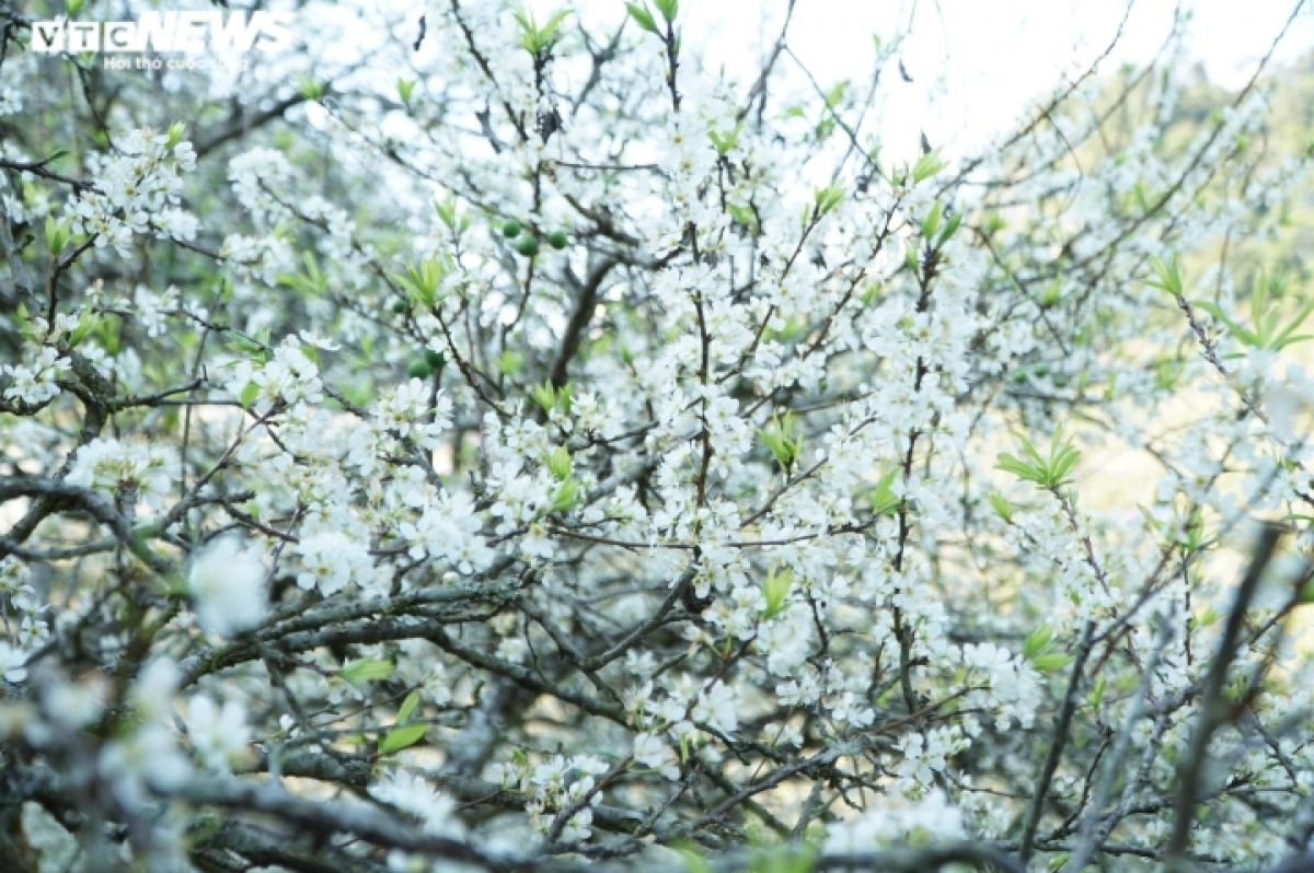 These days, plum blossoms are in full bloom in Moc Chau plateau in the north-western province of Son La, creating a beautiful scene like in a love movie.