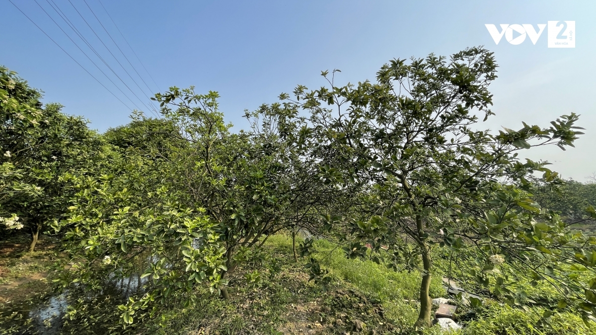 Mùa hoa bưởi chỉ kéo dài một vài tuần.