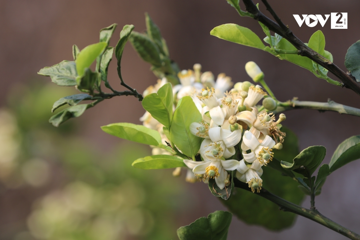 Để lựa được những cành hoa đẹp nhất, người bán phải thức dậy cắt cành từ sáng sớm, khi những giọt sương vẫn còn đọng trên lá, sau đó bó lại thành từng chùm mang xuống phố.