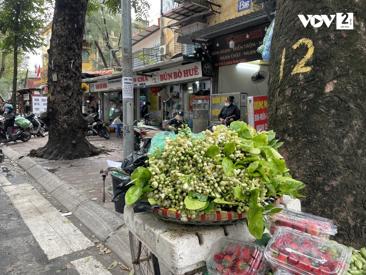 Những bông hoa bưởi trắng ngần, thơm ngát được nhiều người ưa chuộng.