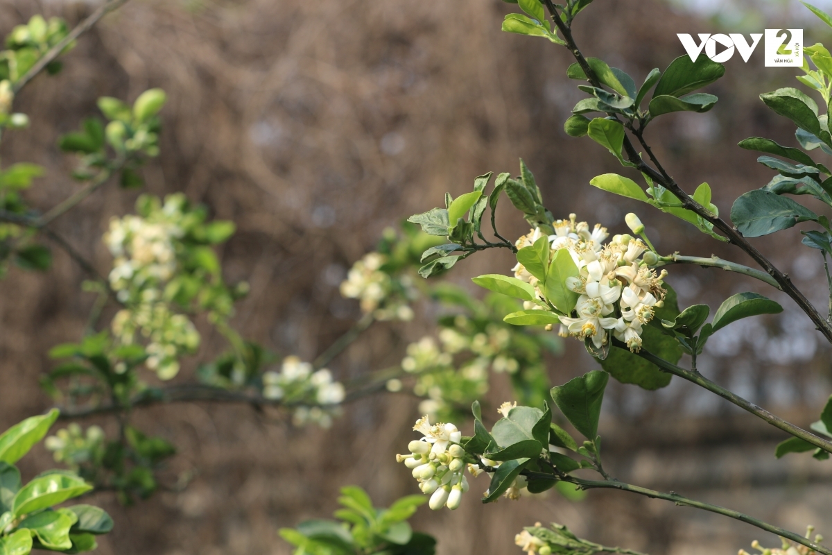 Hoa bưởi có thể dùng để làm đẹp, gội đầu, giúp mái tóc mềm mại, ngát thơm./.